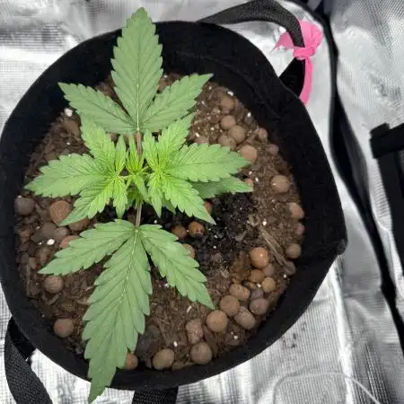 Afghan kush in 3 gallon.