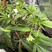 Critical mass by zamnesia