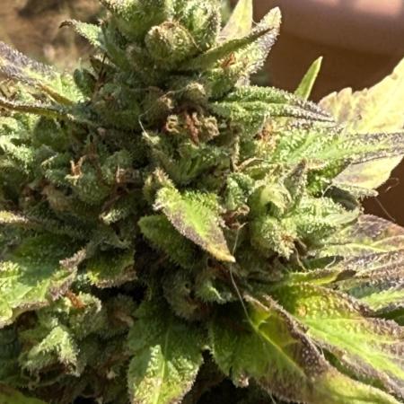 Northern light 3 gallon