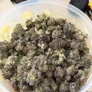 Alien OG