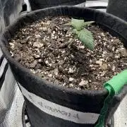 Black diamond ( Zamnesia )