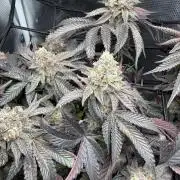 Alien OG