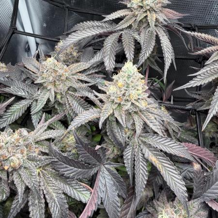 Alien OG