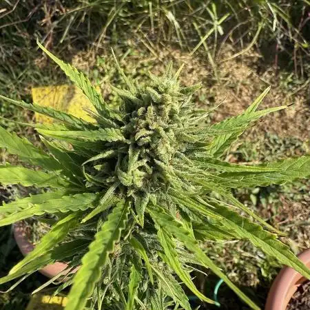 Watermelon Auto
