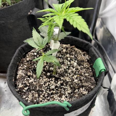 Black diamond ( Zamnesia )