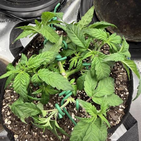 Trop cherry ( indoor )