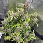 Banana Purple Punch Auto (RF3)