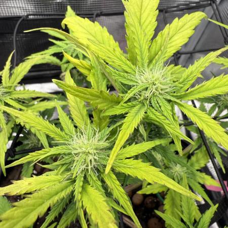 May the Kush and cookies be with you!