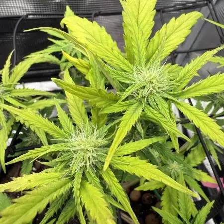 May the Kush and cookies be with you!