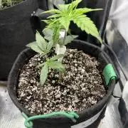 Black diamond ( Zamnesia )