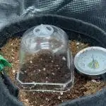 GG4 ( first photo indoor run )