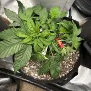 LSD 2x2 (budget tent)