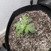 Purple lemonade RF3
