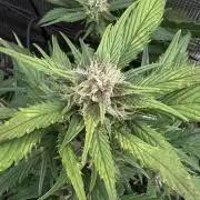 You're the berry best!