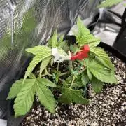 LSD 2x2 (budget tent)