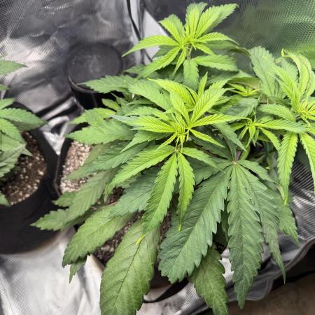 Critical mass by zamnesia