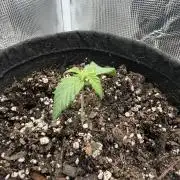 Trop cherry ( indoor )