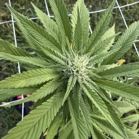 Trop cherry outdoors