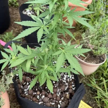 Northern light 3 gallon