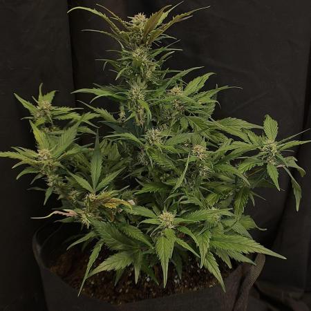 You're the berry best!