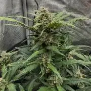 You're the berry best!