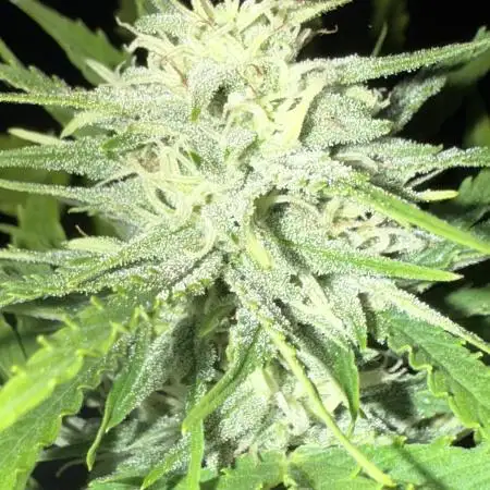 Watermelon Auto