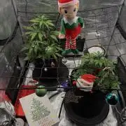 You're the berry best!