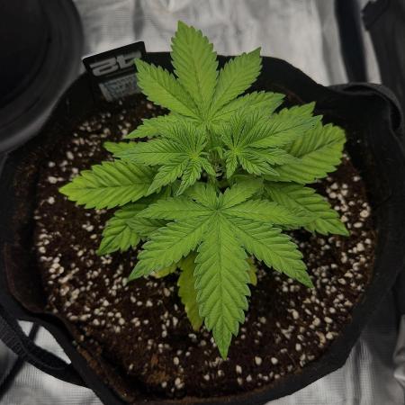 Let's make this day amethyst-ing! (RF3)