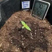 Let's make this day amethyst-ing! (RF3)