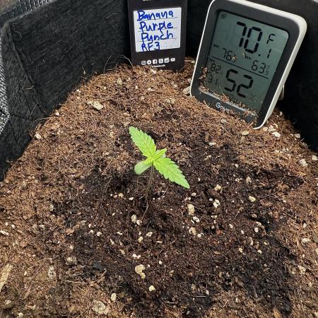 Let's make this day amethyst-ing! (RF3)