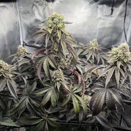 Alien OG
