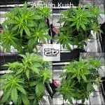 May the Kush and cookies be with you!