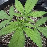 Critical mass by zamnesia