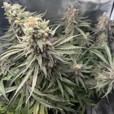 Critical mass by zamnesia