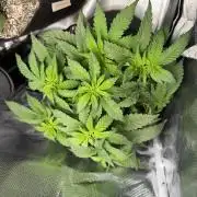 Trop cherry ( indoor )