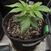 Black diamond ( Zamnesia )