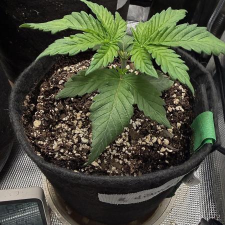 Black diamond ( Zamnesia )