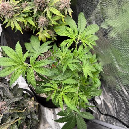 Black diamond ( Zamnesia )