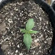 Black diamond ( Zamnesia )