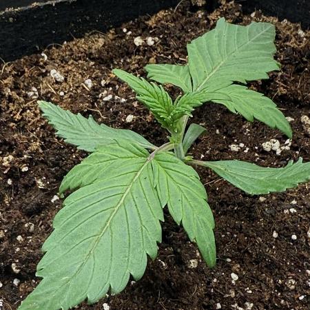 You're the berry best!