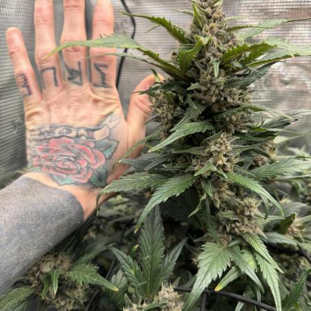 You're the berry best!