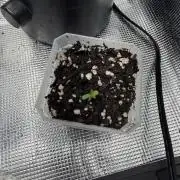 Black diamond ( Zamnesia )