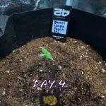 Let's make this day amethyst-ing! (RF3)