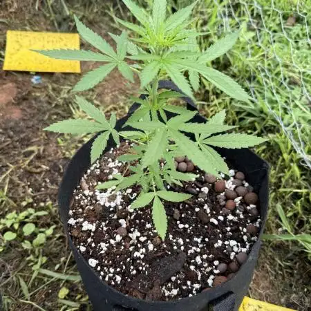 Watermelon Auto
