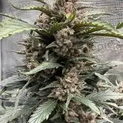 You're the berry best!