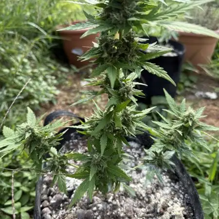 Northern light 3 gallon