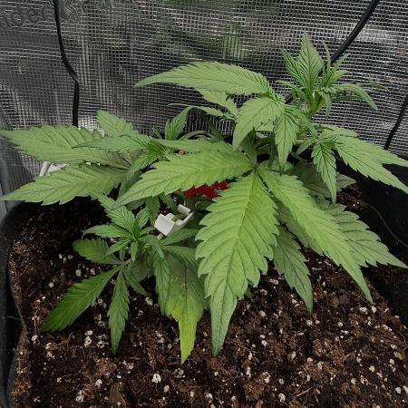 You're the berry best!