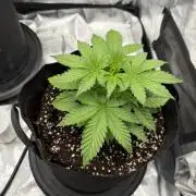 Let's make this day amethyst-ing! (RF3)