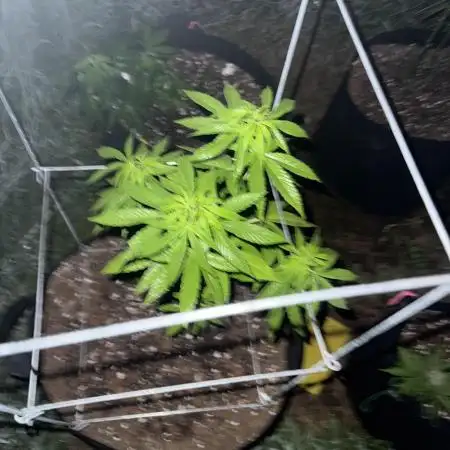 Trop cherry outdoors