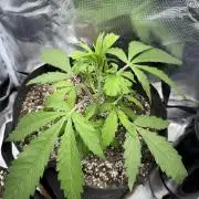 Critical mass by zamnesia